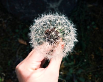 Hand holds a dandelion head