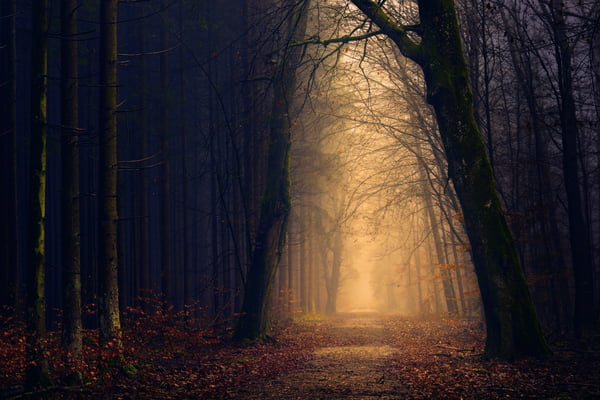 spooky wood with overhanging trees and mist