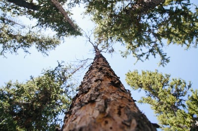 Looking up at a very tall tree