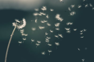 A dandelion head blows in the wind